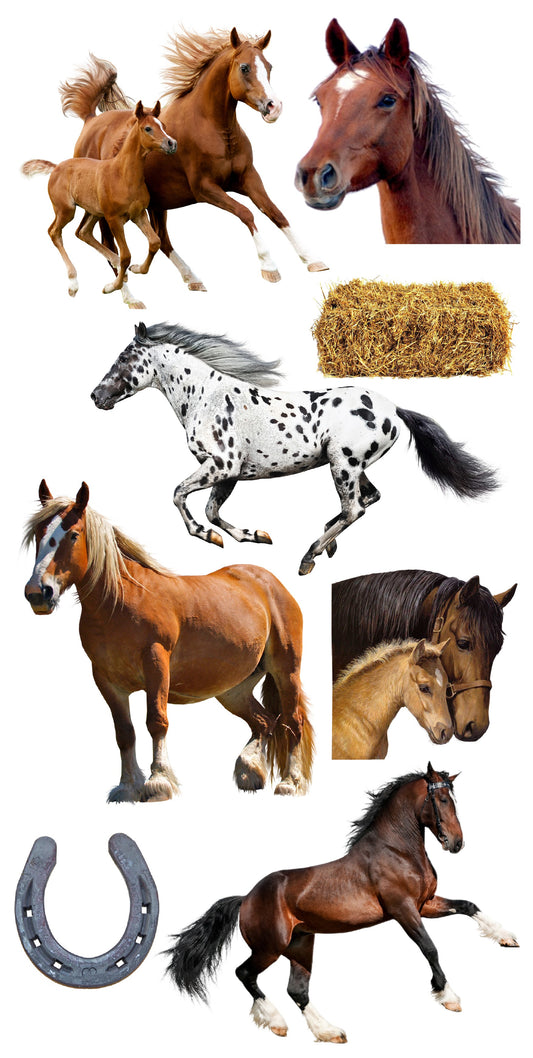 Horses - Animals